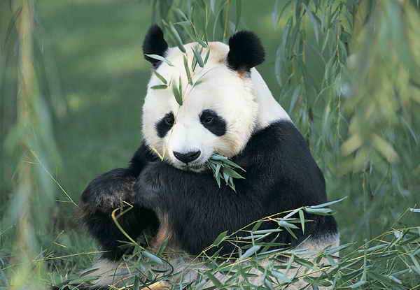Panda schovaná