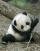 Panda silák