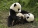 Panda lehtající pandu
