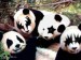 populární heavy pandová skupina